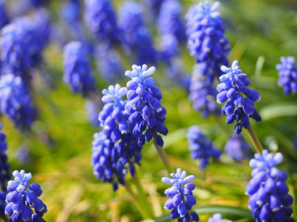 Blue, Flowers, Muscari, flower, purple preview
