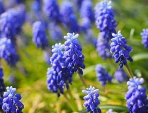 Blue, Flowers, Muscari, flower, purple thumbnail