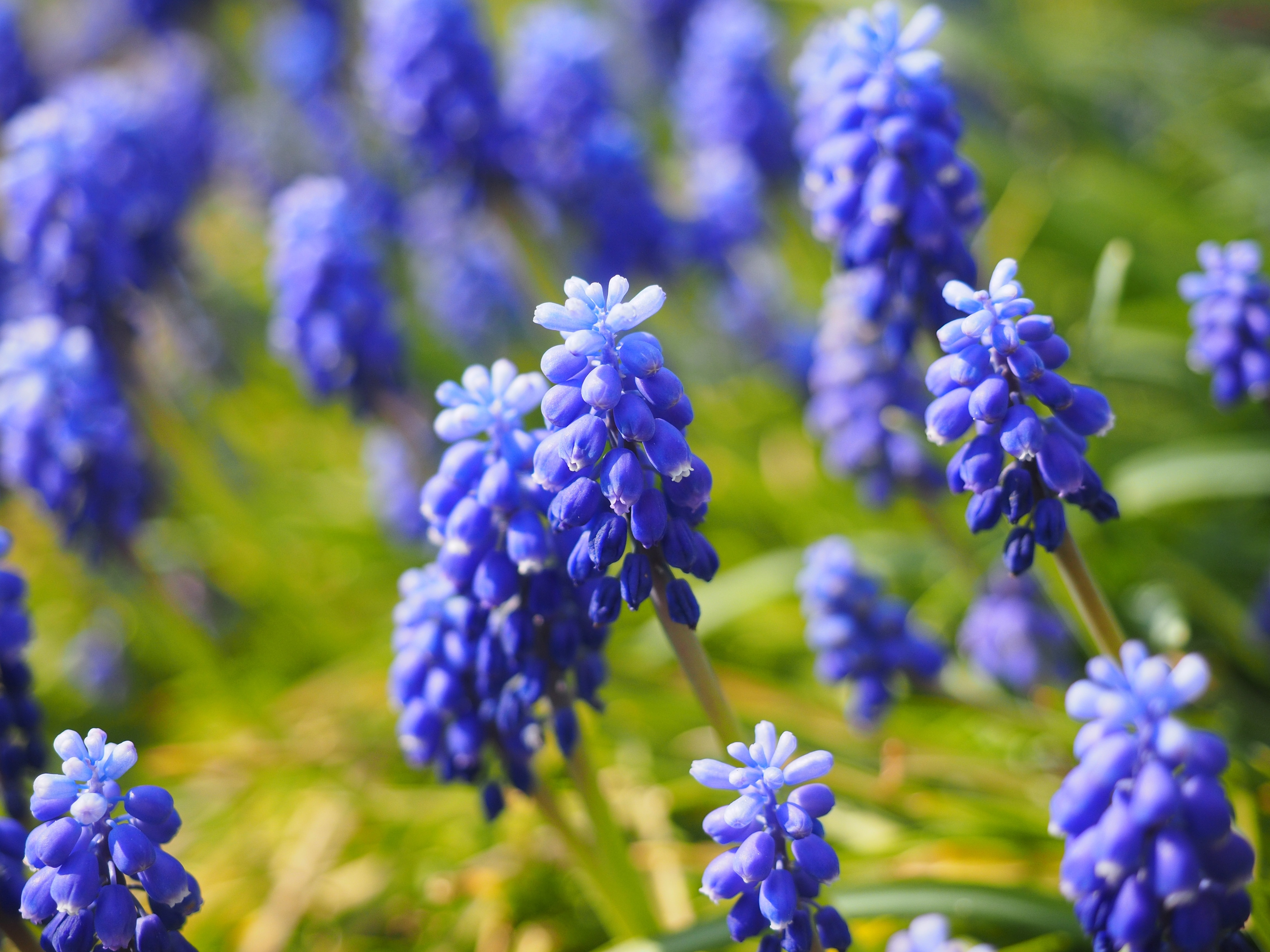 Blue, Flowers, Muscari, flower, purple