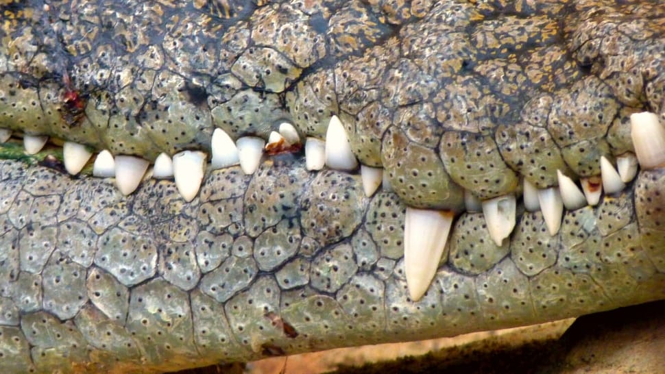 Close, Predator, Crocodile, Dangerous, one animal, animal wildlife preview