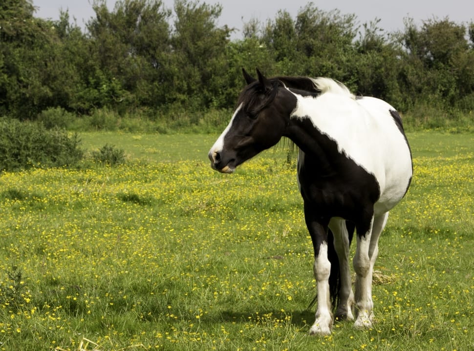 white and black horse free image | Peakpx