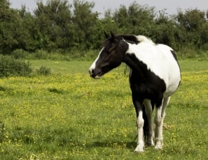 white and black horse thumbnail