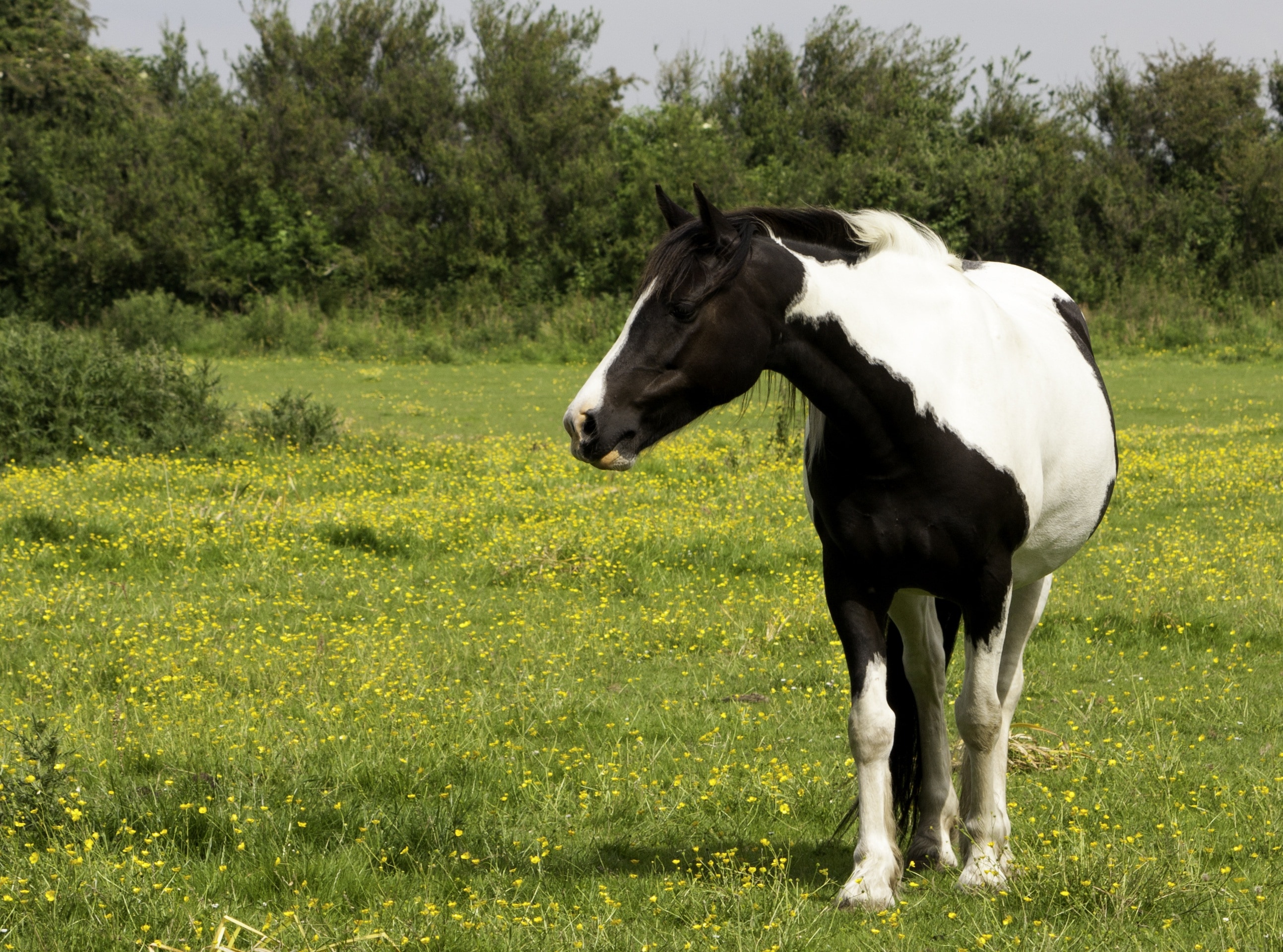 white and black horse