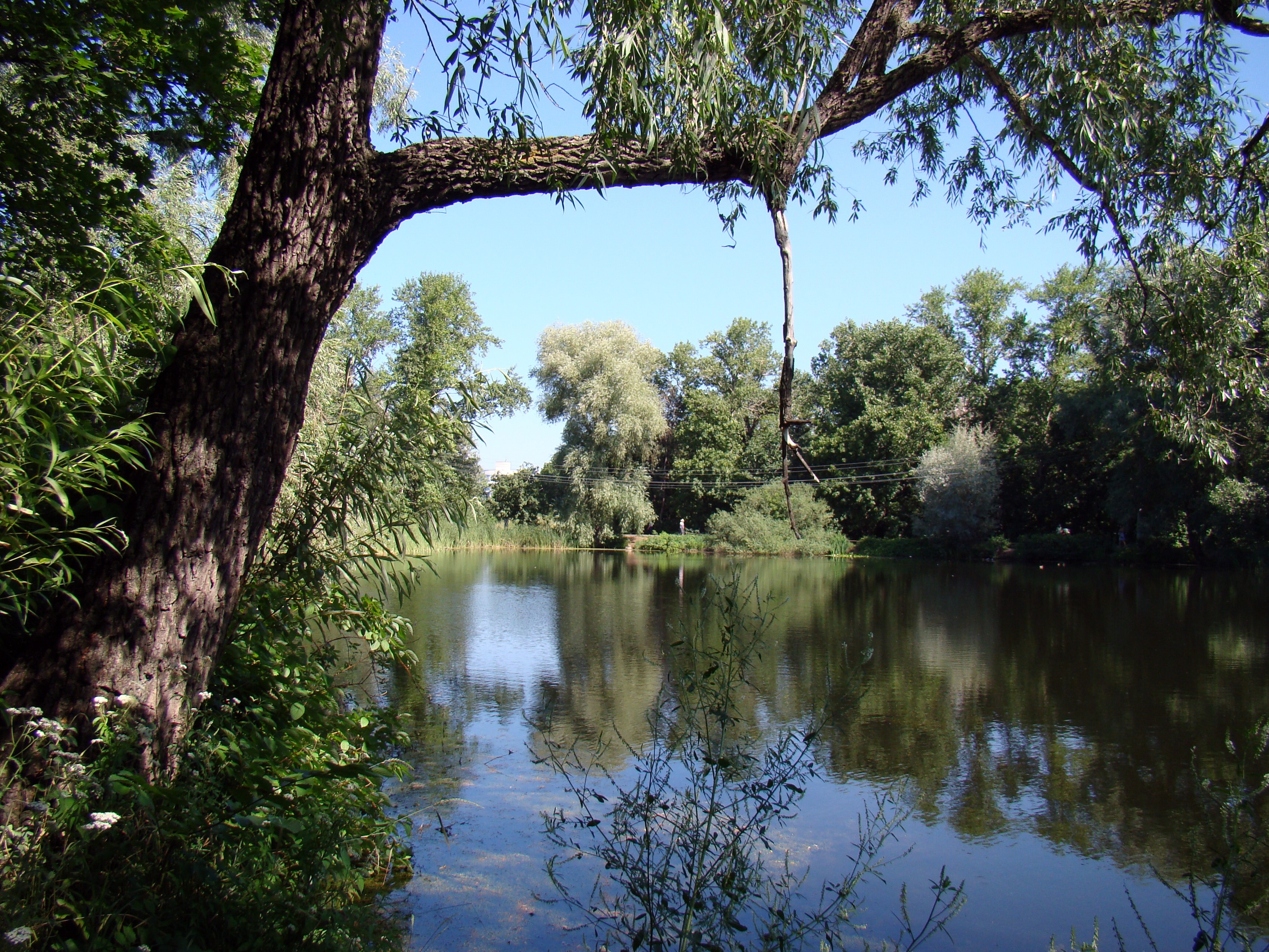 brown tree and lake