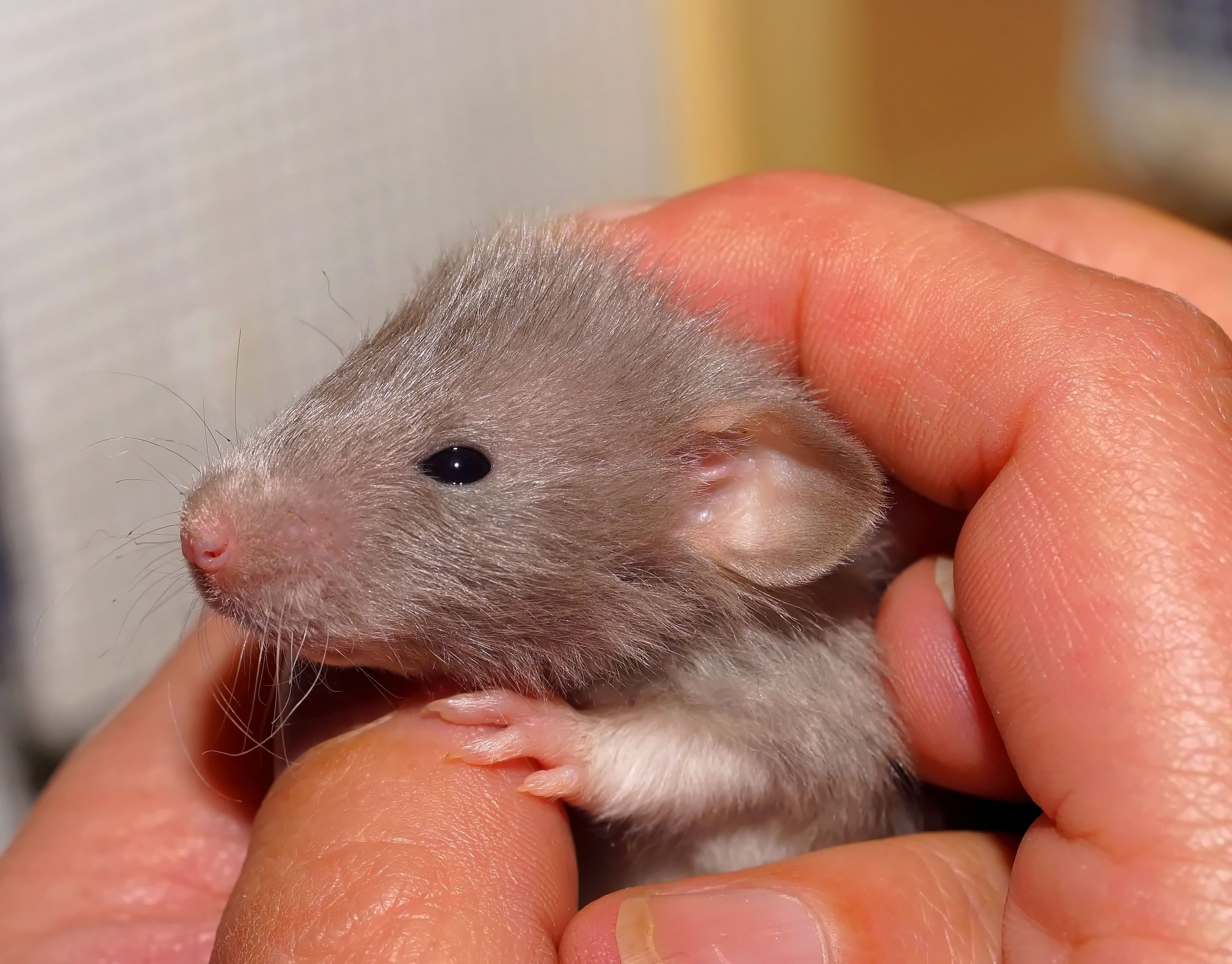 Серая крыса во сне. Крыса Дамбо персиковая. Новорожденные крысята Дамбо. Мышь Дамбо. Крысы Дамбо маленькие.