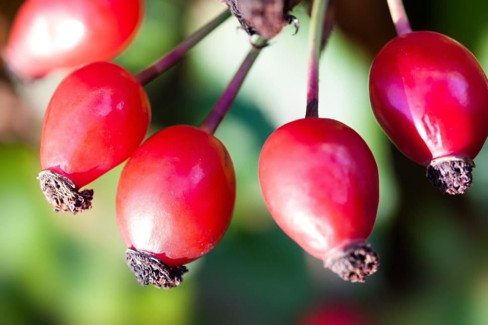 red oval shaped fruit preview