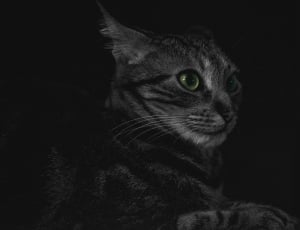 black and gray cat thumbnail