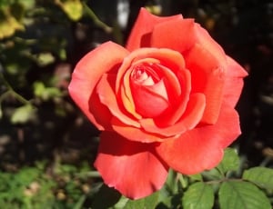 closeup of red roses surrounded with leaves thumbnail