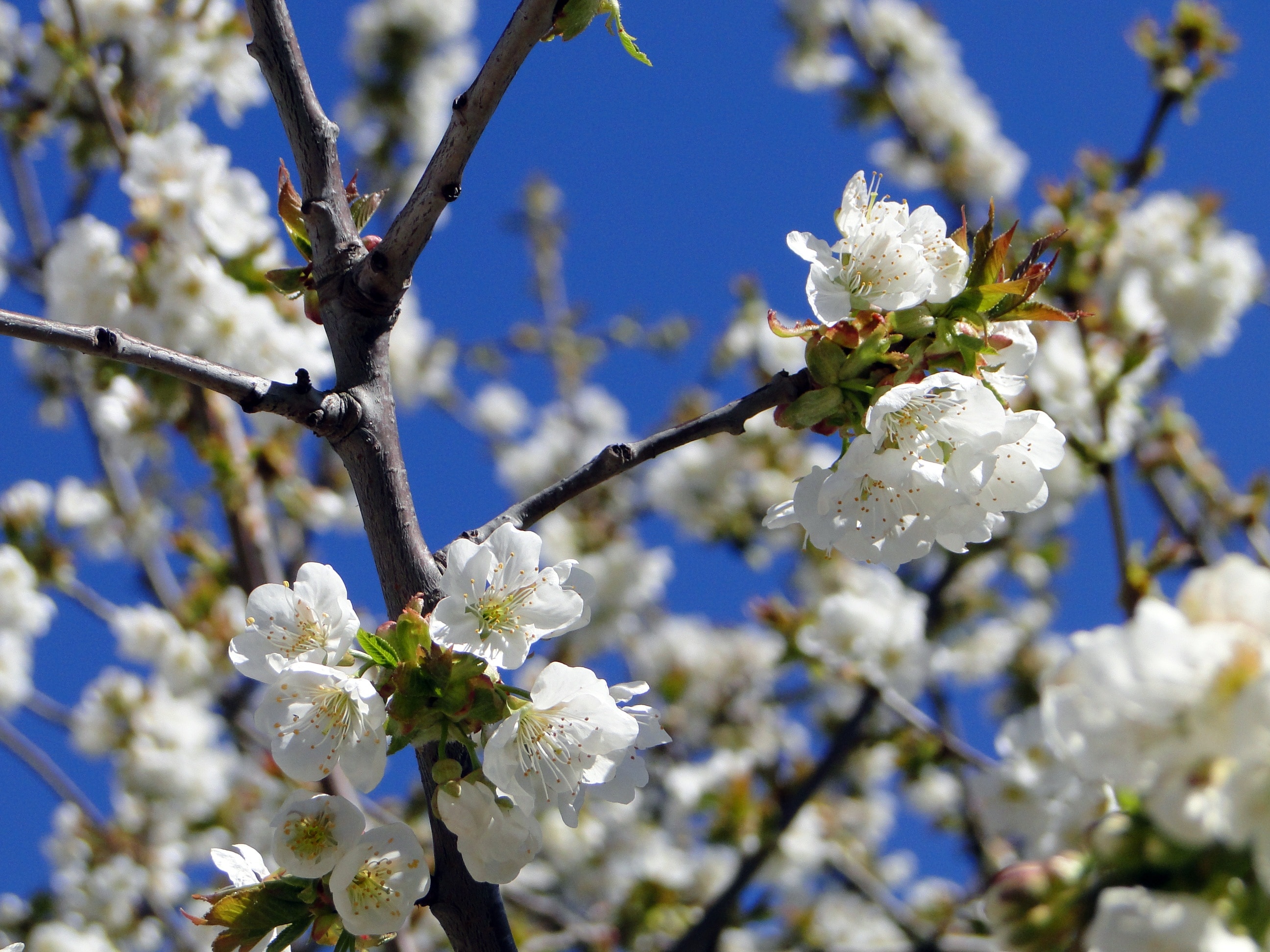 2560x1440 wallpaper | bloomed white Cherry Blossom flowers | Peakpx