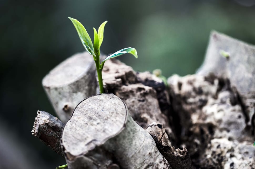 Plant, Leaves, Trunk, Nature, Grow, nature, focus on foreground preview
