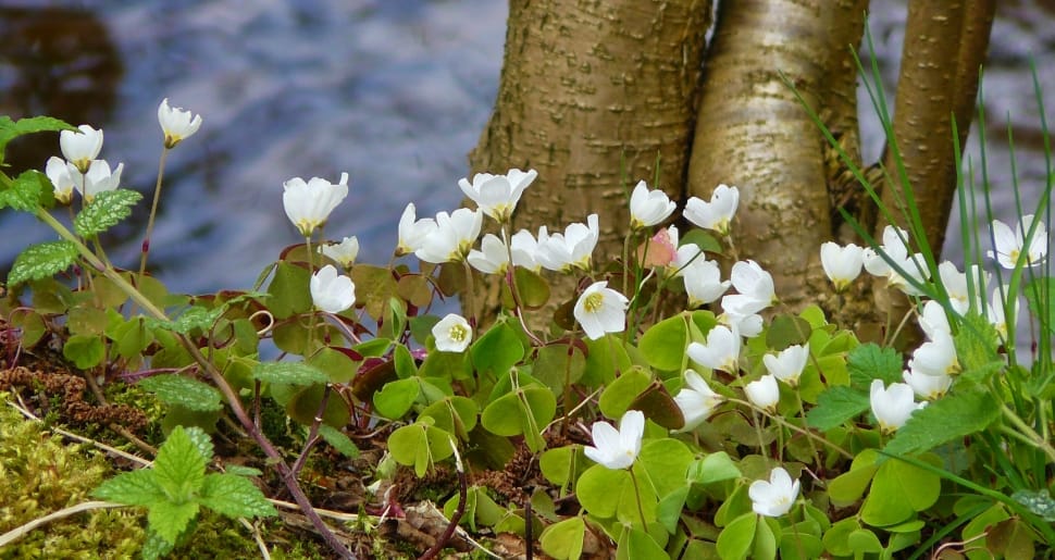 Flower, Spring, Anemone, Wood Anemone, flower, fragility preview