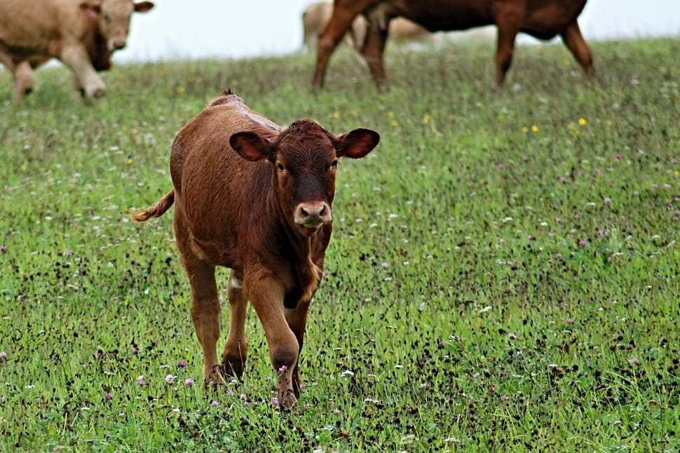 Calf, Brown, Feast, Pasture, Grass, Cow, grass, livestock preview