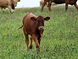 Calf, Brown, Feast, Pasture, Grass, Cow, grass, livestock thumbnail