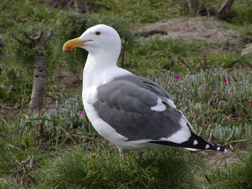 Standing, Bird, Close Up, Western Gull, bird, one animal preview