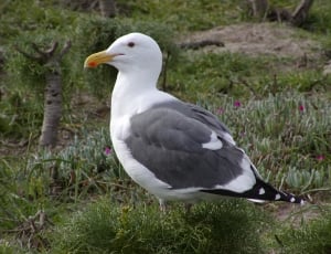 Standing, Bird, Close Up, Western Gull, bird, one animal thumbnail