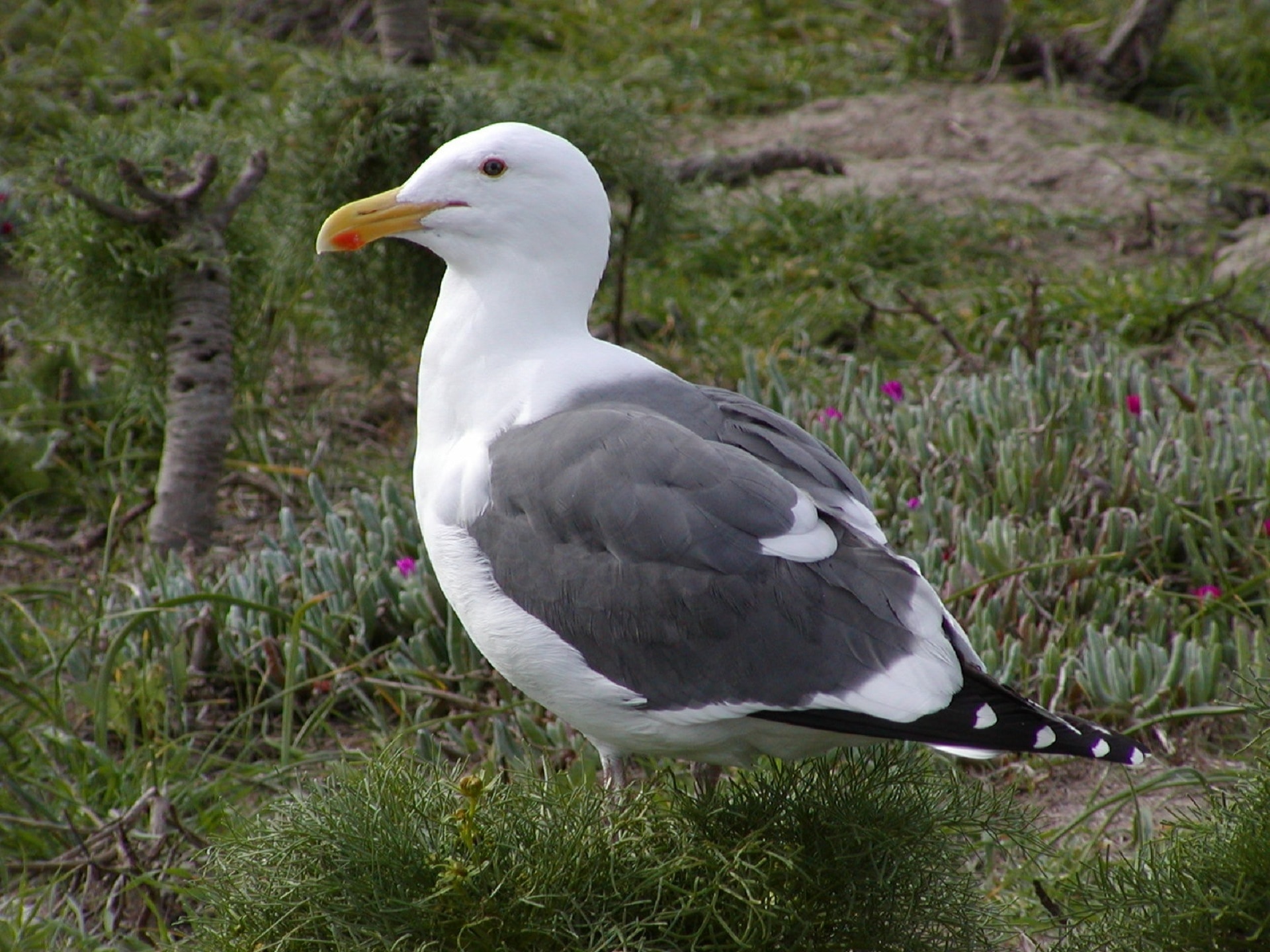 Standing, Bird, Close Up, Western Gull, bird, one animal