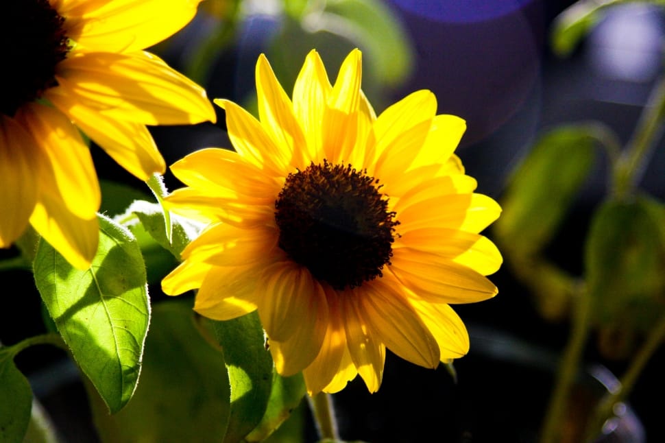 selective focus photography of sunflower preview