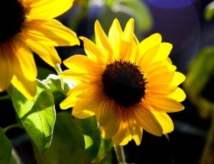 selective focus photography of sunflower thumbnail