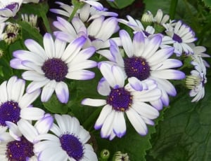 purple and white petaled flower plant thumbnail