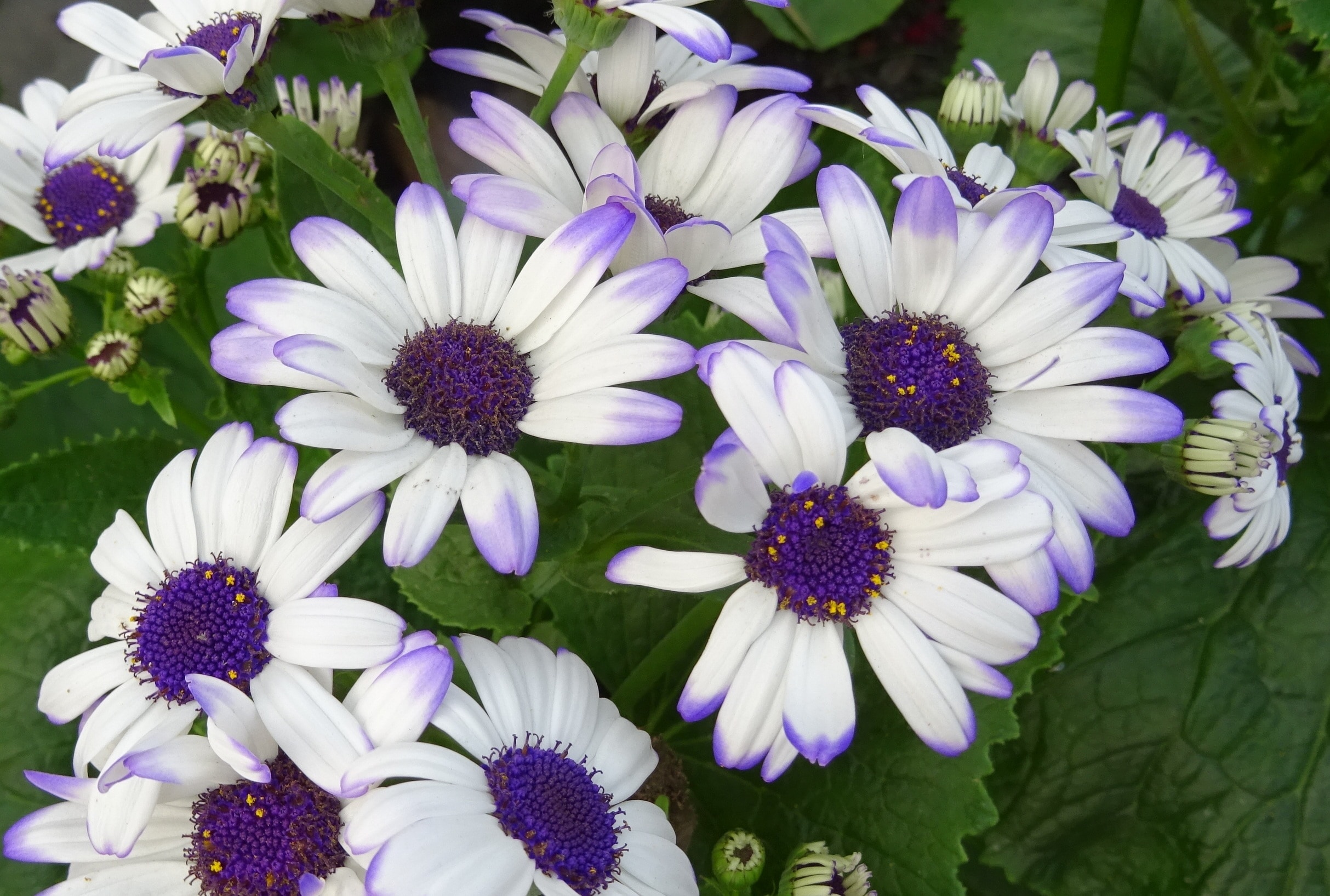 purple and white petaled flower plant