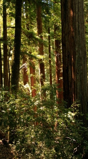 Tree, Trees, Redwood, Giant, California, forest, tree trunk thumbnail