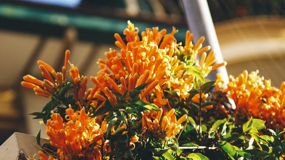 orange, petal, flower, plant, flower, orange color preview