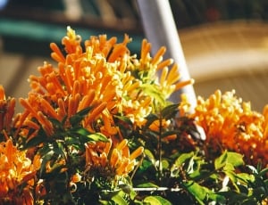 orange, petal, flower, plant, flower, orange color thumbnail