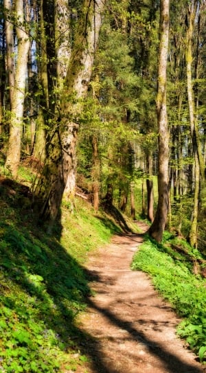 Nature, Path, Away, Forest, Hiking, forest, tree thumbnail