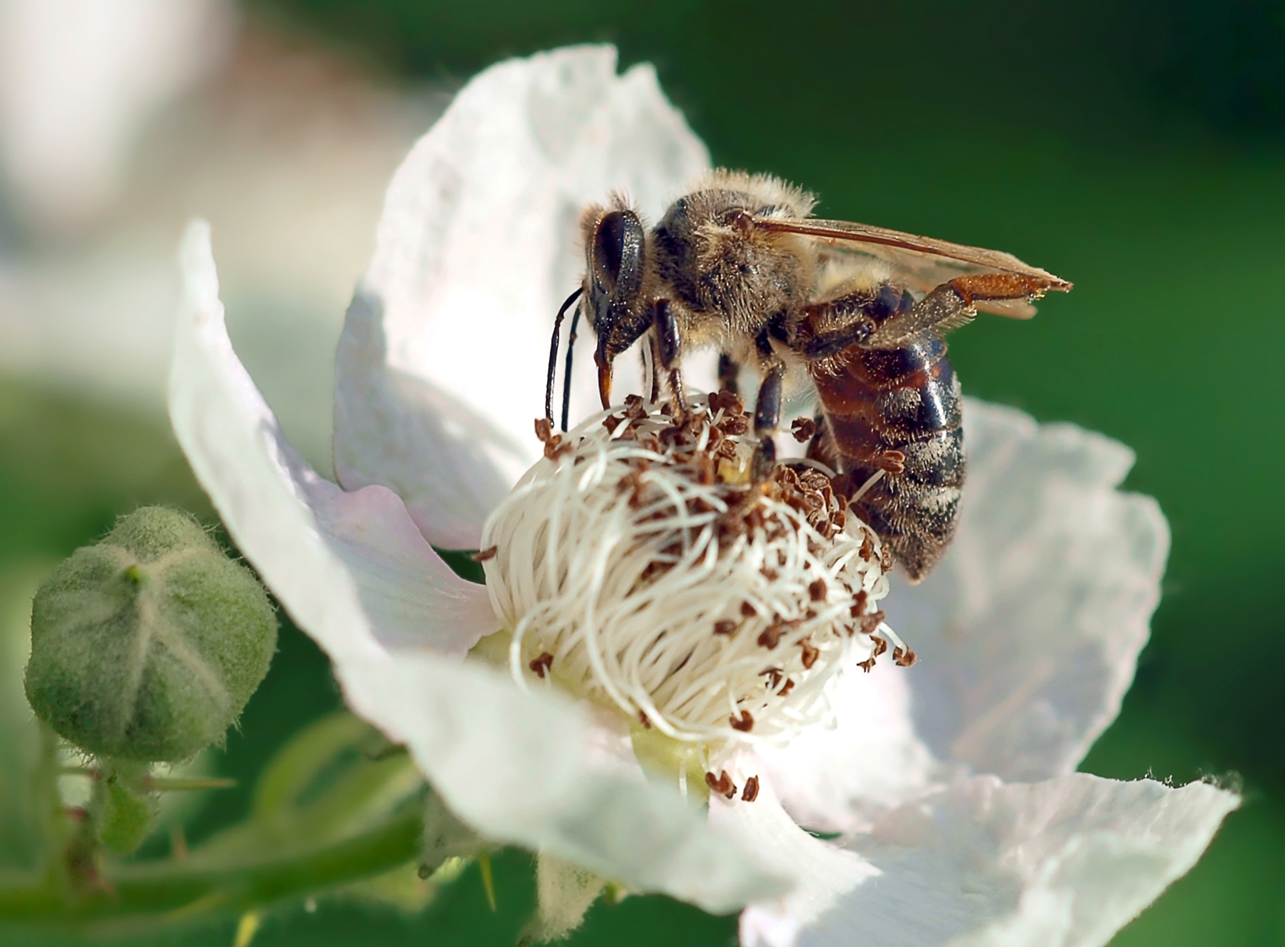 honey bee on white petaled flower