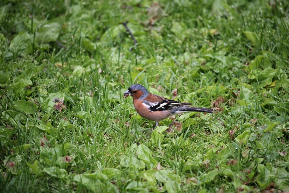 common chaffinch preview