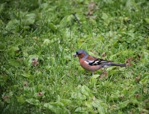 common chaffinch thumbnail