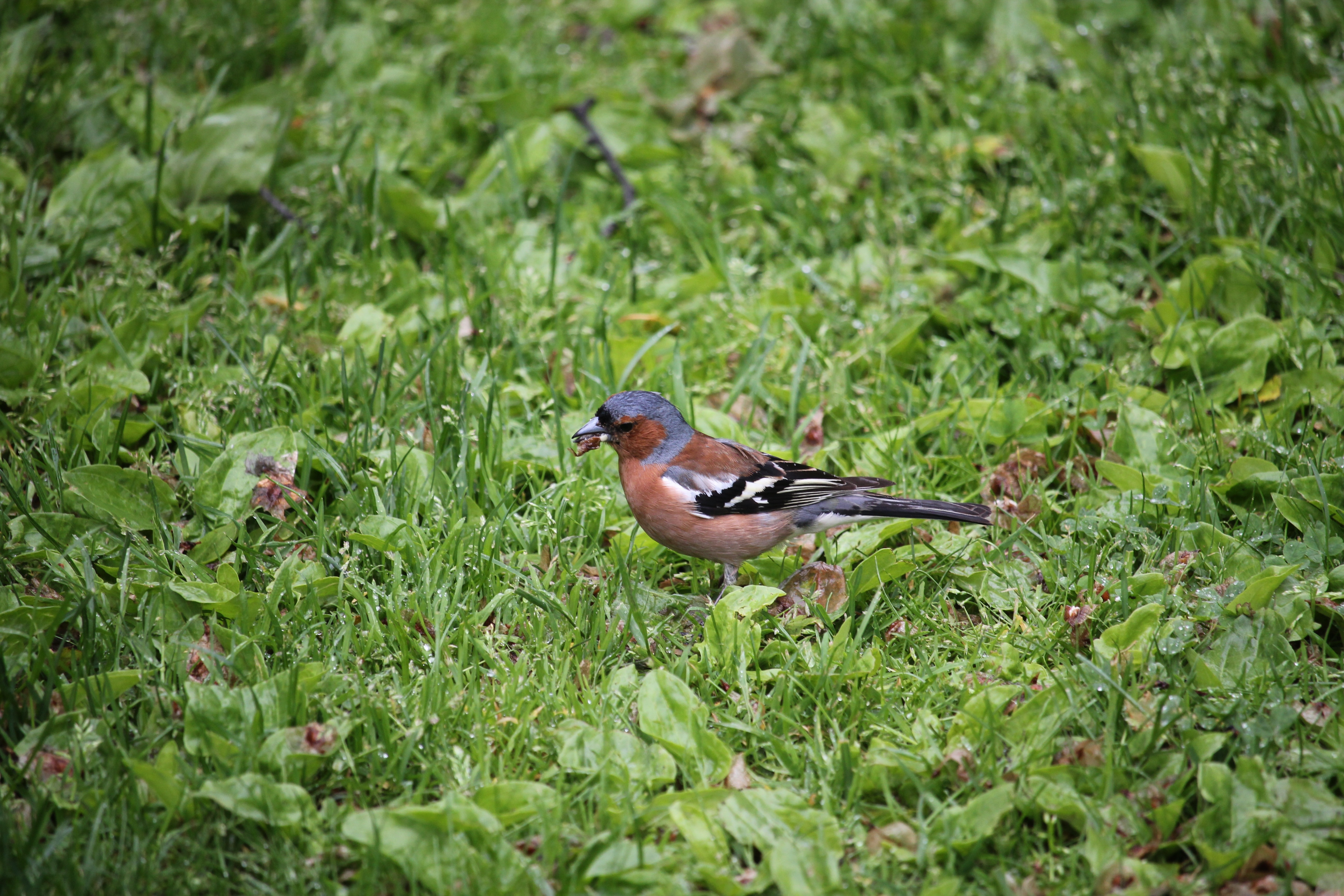 common chaffinch