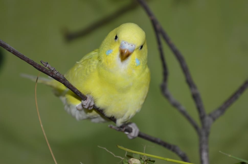 Yellow, Ziervogel, Budgie, one animal, animal themes preview