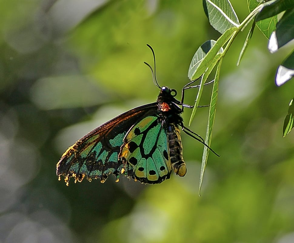 teal, brown, and yellow butterfly perched on green leaf during daytime preview