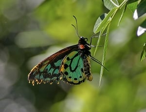 teal, brown, and yellow butterfly perched on green leaf during daytime thumbnail