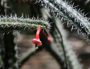 selective focus of red petaled flower on green cactus thumbnail