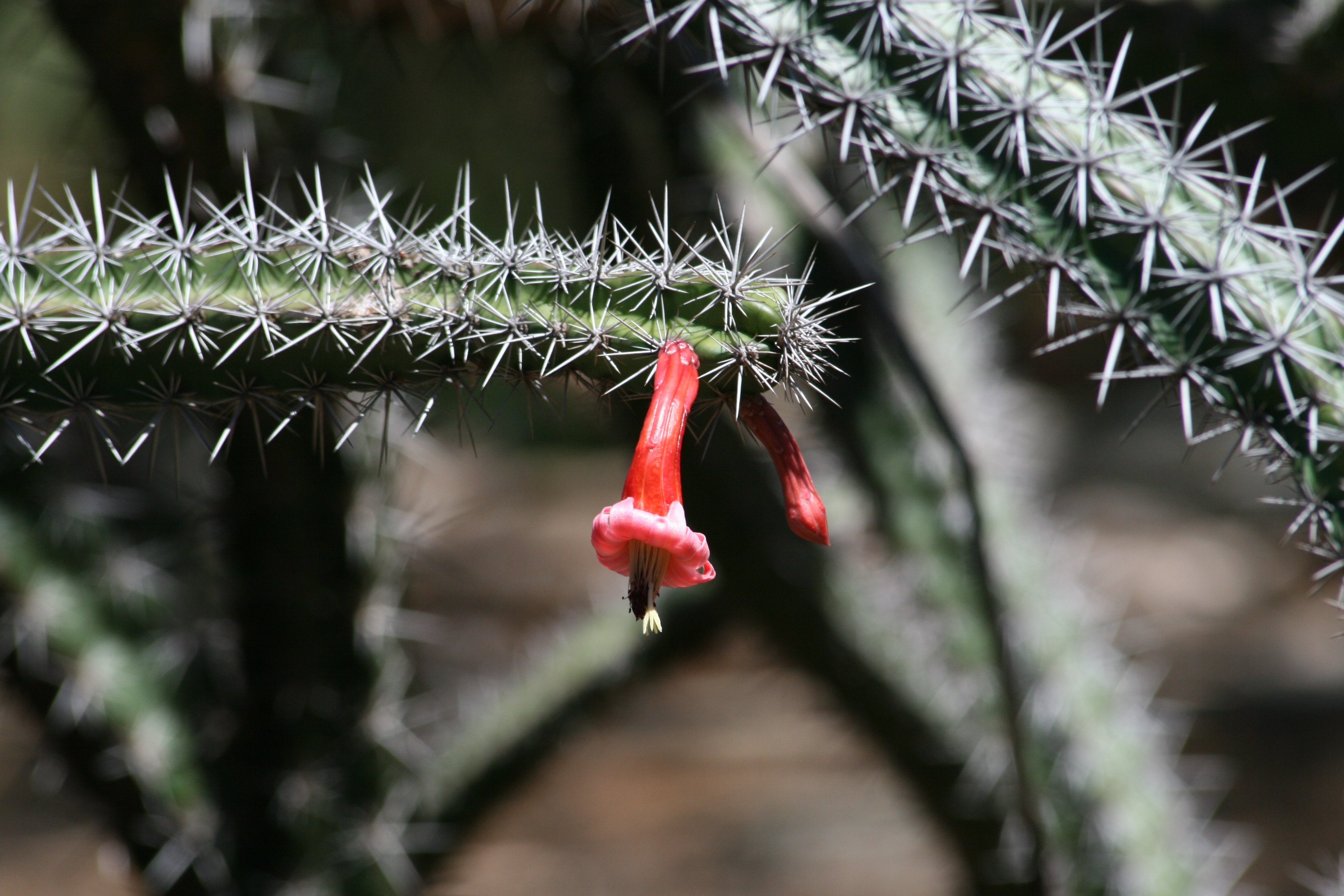 selective focus of red petaled flower on green cactus