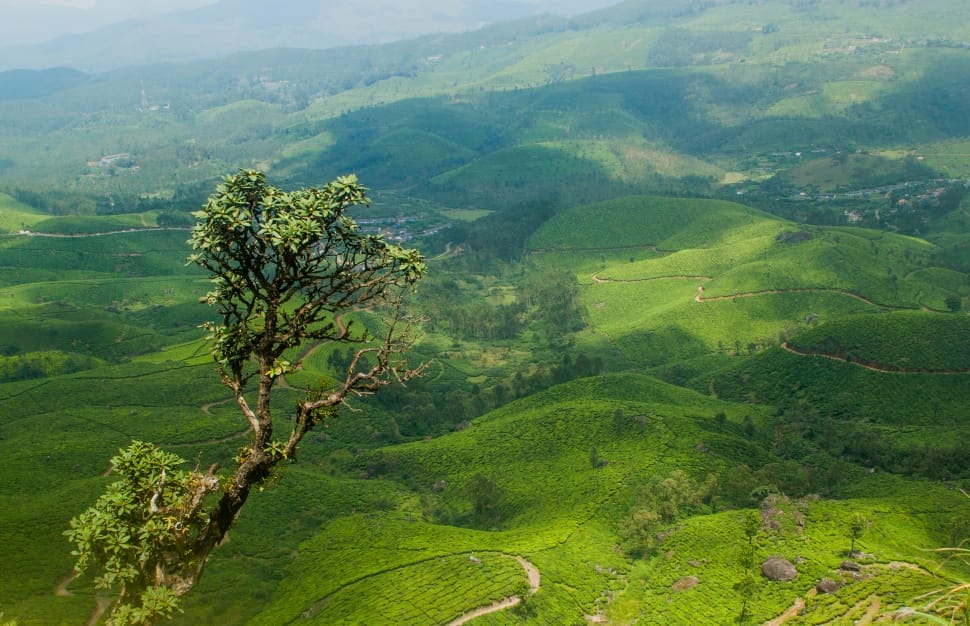 grass land top view preview
