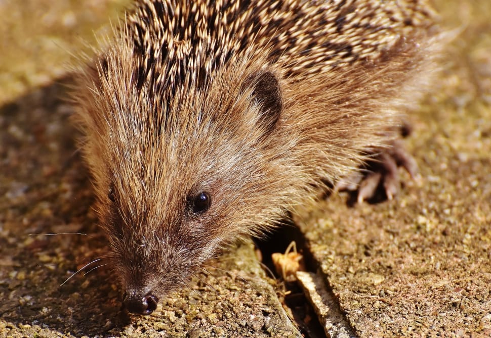 Hedgehog Child, Young Hedgehog, Hedgehog, one animal, animal wildlife preview