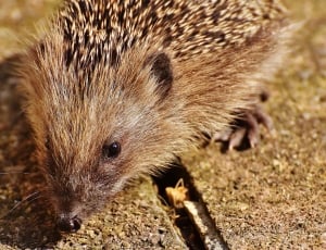 Hedgehog Child, Young Hedgehog, Hedgehog, one animal, animal wildlife thumbnail