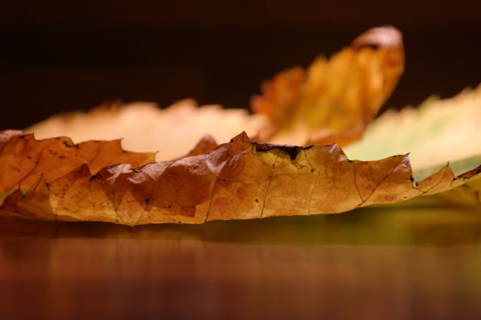 Elm Leaves, Mountain Elm, Edge, selective focus, food and drink preview