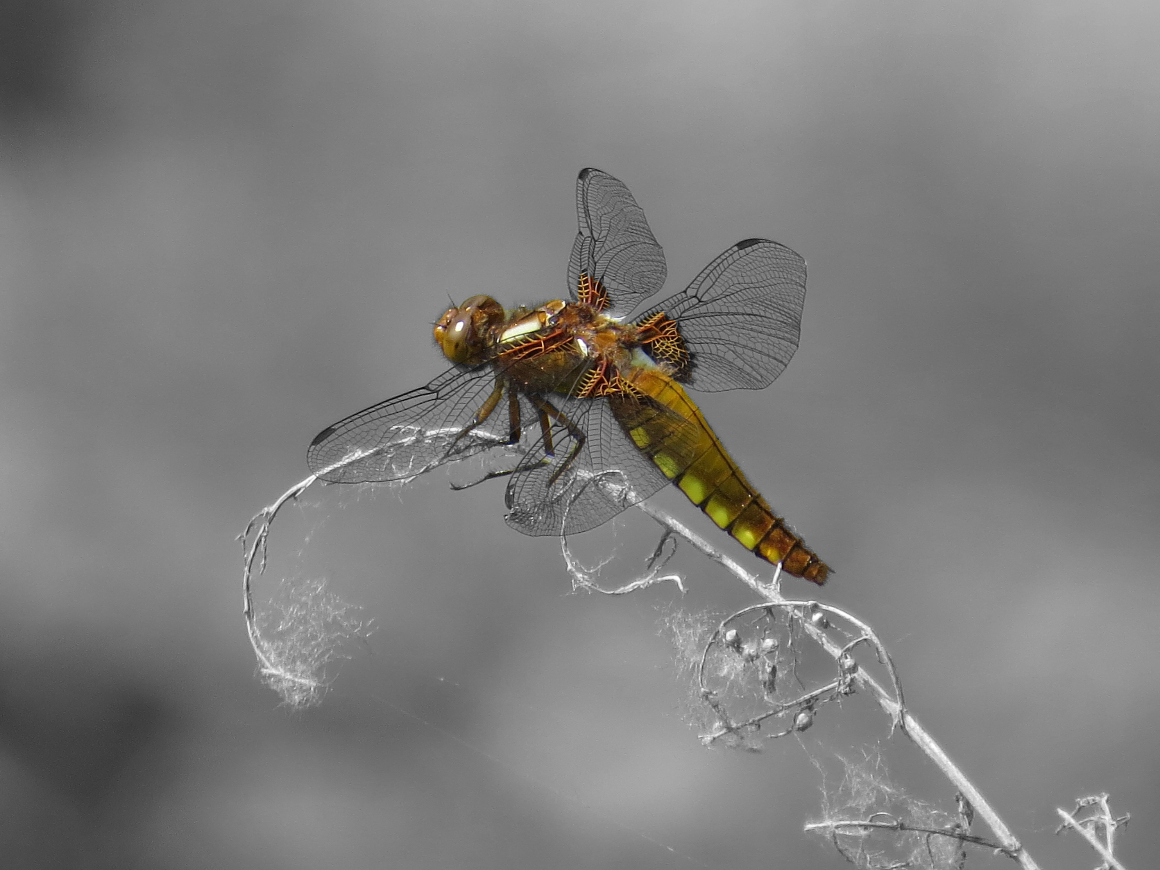 3840x2160 wallpaper | green and brown dragonfly | Peakpx