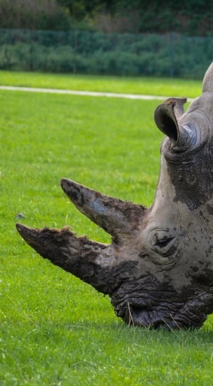 grey and black rhinoceros thumbnail