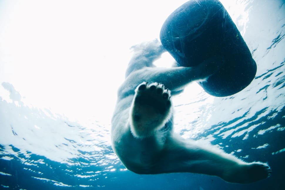 polar bear holding barrel while in the water preview