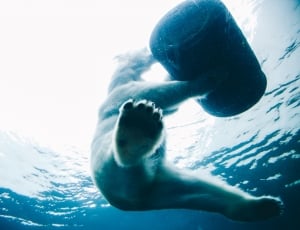 polar bear holding barrel while in the water thumbnail