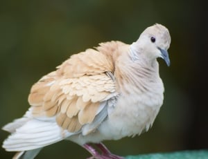 white and brown bird thumbnail