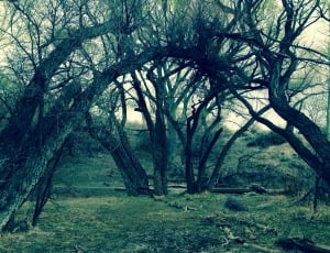 Forest, Nature, Landscape, Trees, Grass, tree, nature thumbnail