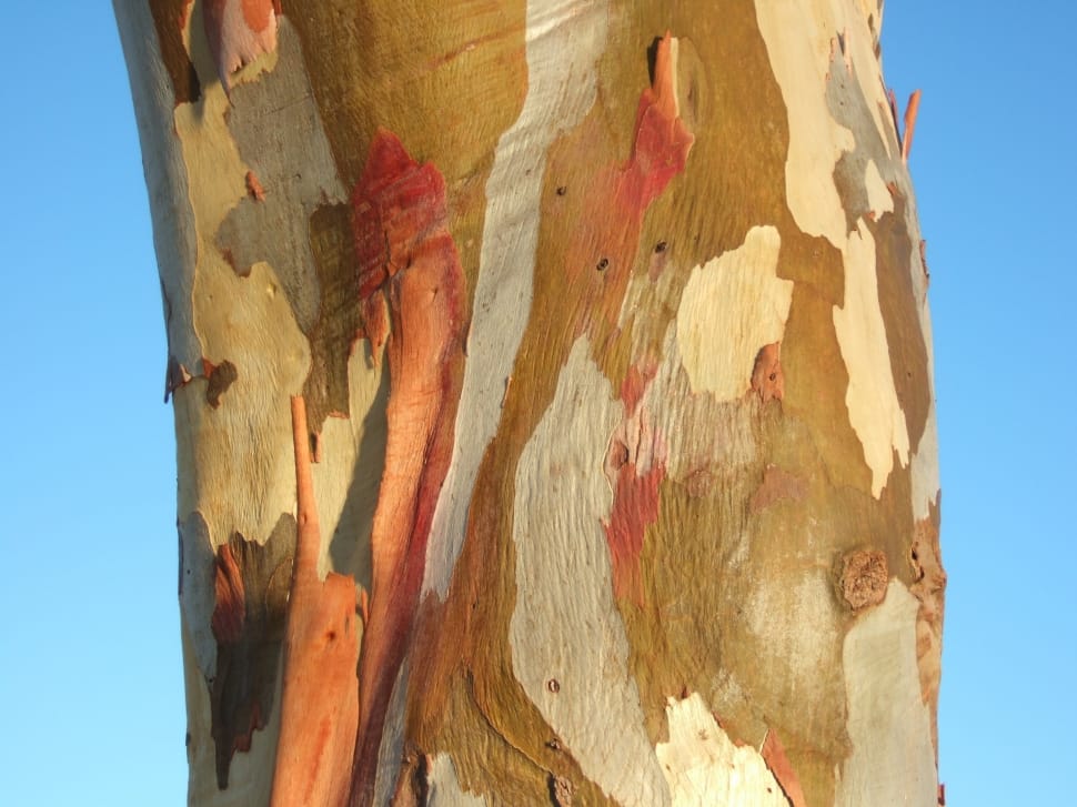 Eucalypt, Australia, Colorful, Tree Bark, low angle view, sky preview