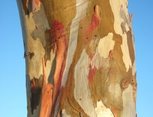 Eucalypt, Australia, Colorful, Tree Bark, low angle view, sky thumbnail