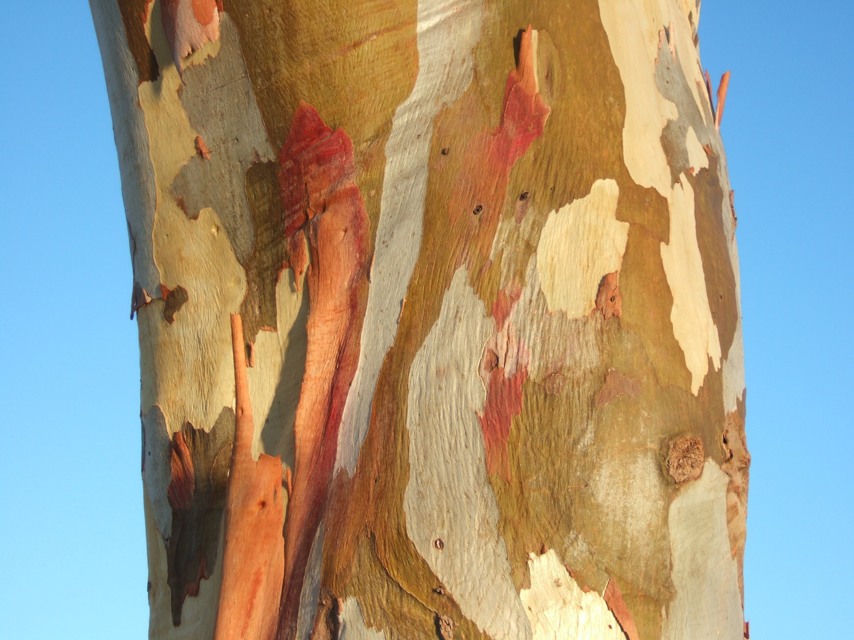 Eucalypt, Australia, Colorful, Tree Bark, low angle view, sky